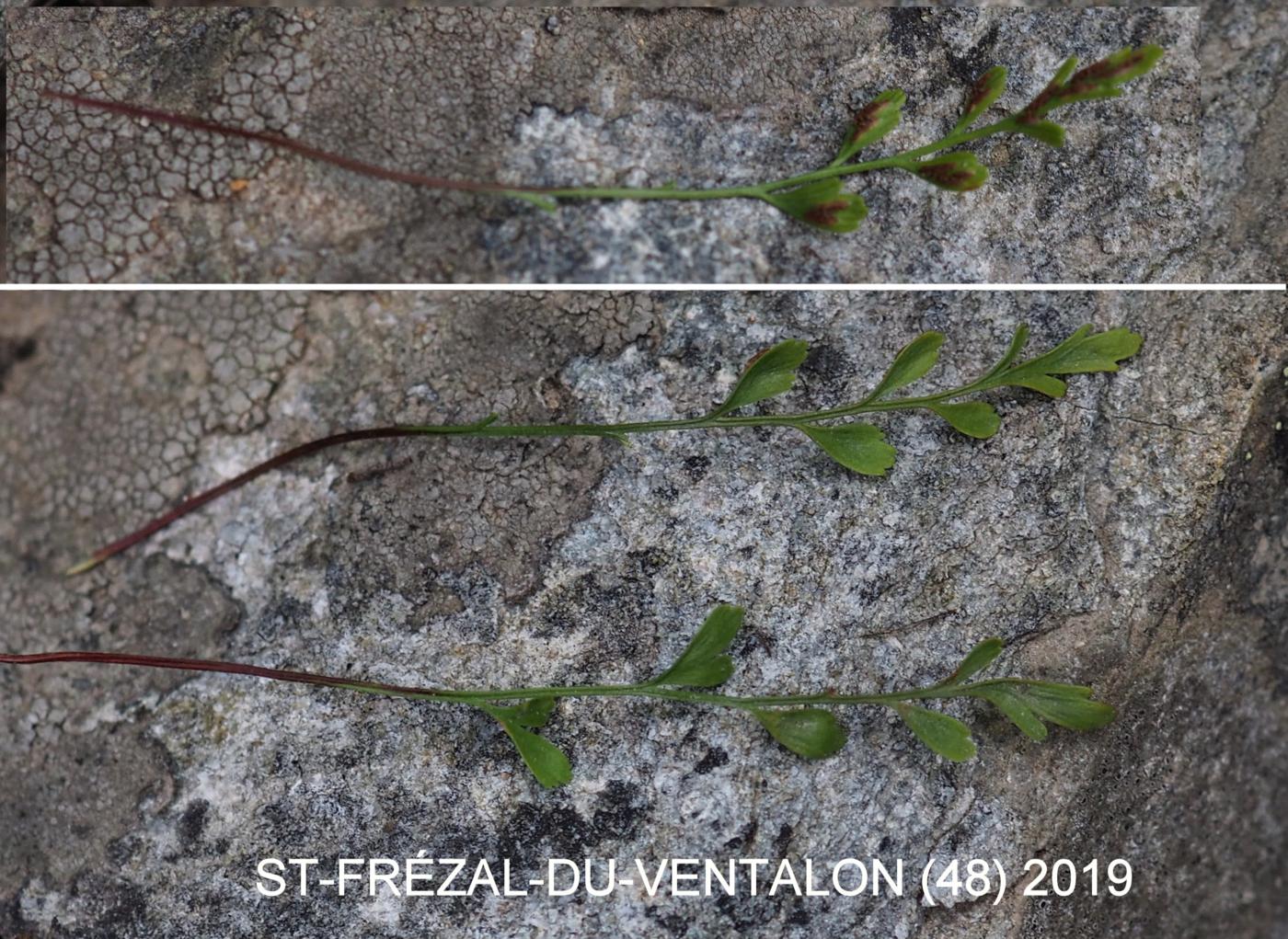 Spleenwort, Alternate-leaved leaf